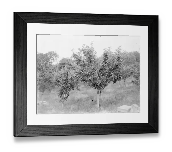 Framed Print : Apple tree laden with fruit. 1935 Framed Print : Apple tree laden with fruit. 1935