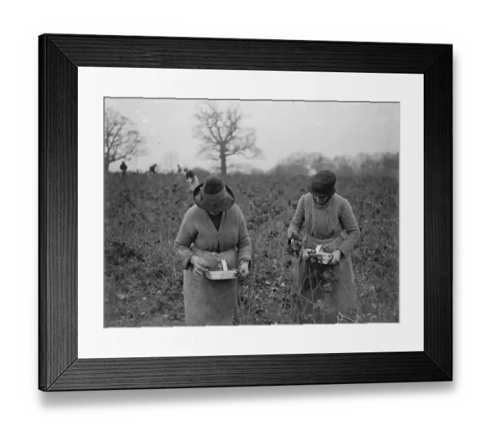 Framed Print : December raspberries. 1934