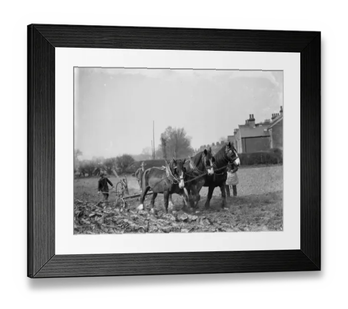 Framed Print : A farmer and his team of horses plough a field in Sidcup, Kent. 1936 Framed Print : A farmer and his team of horses plough a field in Sidcup, Kent. 1936