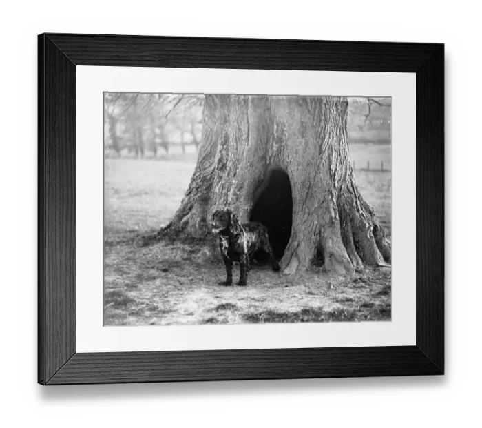 Framed Print : Dog in front of its tree kennel at Penshurst 1933 Framed Print : Dog in front of its tree kennel at Penshurst 1933