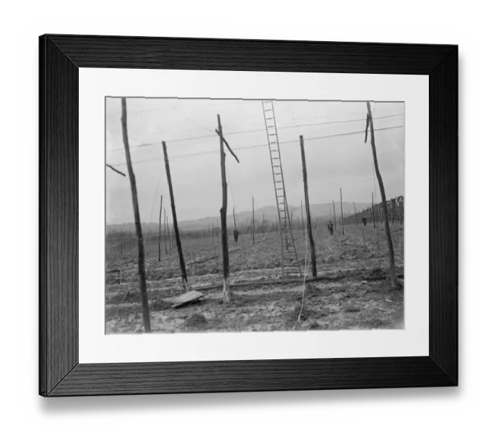 Framed Print : The stringing of the hop poles. 1937