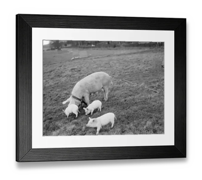 Framed Print : Pigs at Homewoods Farm in Seal, Kent. 1937 Framed Print : Pigs at Homewoods Farm in Seal, Kent. 1937