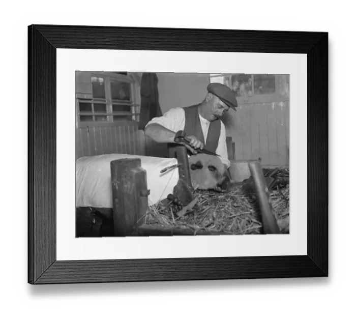 Framed Print : Harry Wadman trimming a sheep for a show. 1937 Framed Print : Harry Wadman trimming a sheep for a show. 1937