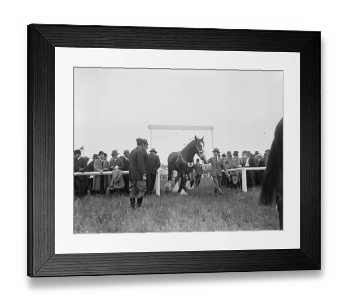 Framed Print : A horse enters an arena. 1936 Framed Print : A horse enters an arena. 1936