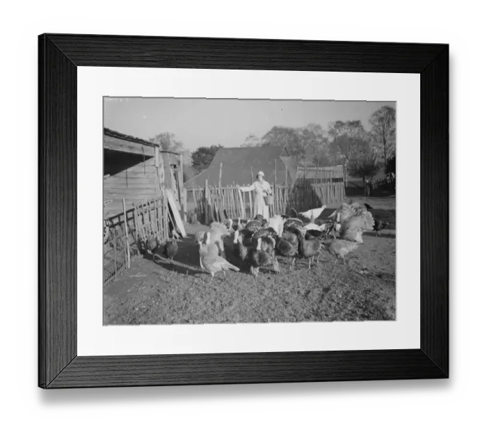 Framed Print : Turkeys on a farm in Frant feeding. 1937 Framed Print : Turkeys on a farm in Frant feeding. 1937