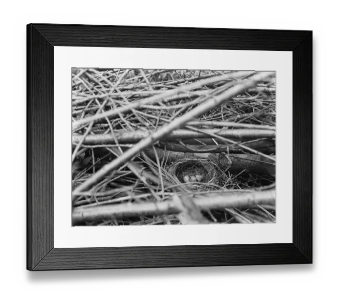 Framed Print : White blackbird eggs in a nest around Westerham, Kent. 1937