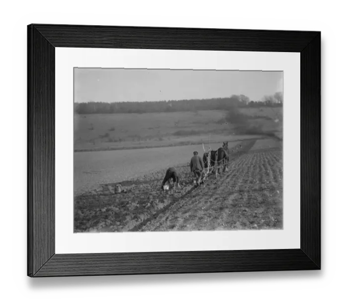 Framed Print : Digging up parsnips in Kent. 1937 Framed Print : Digging up parsnips in Kent. 1937