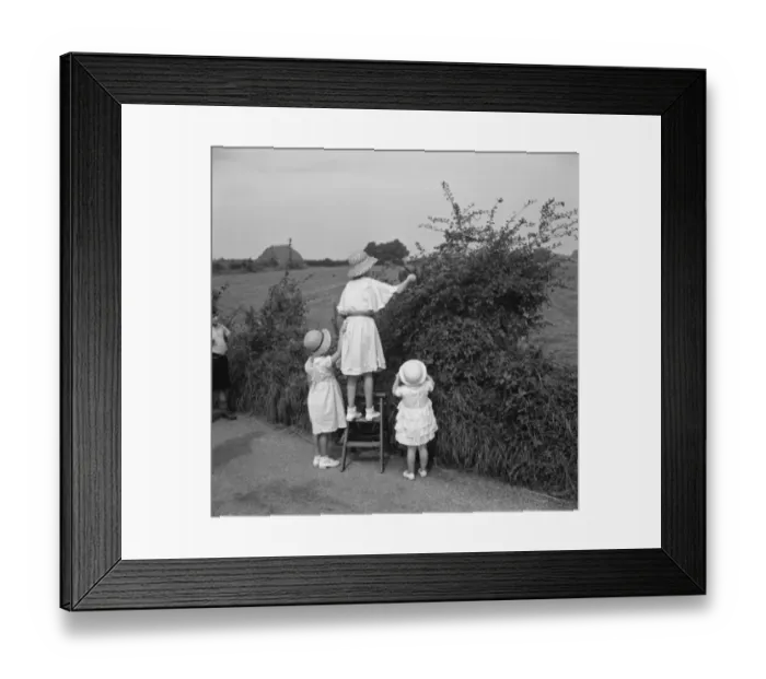 Framed Print : Young girls pick blackberries. 1936 Framed Print : Young girls pick blackberries. 1936