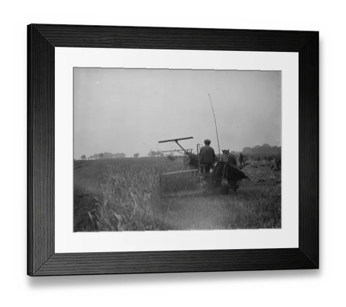 Framed Print : A farmer harvests his fields with his shire horse tethered to Massey Harris Reaper Framed Print : A farmer harvests his fields with his shire horse tethered to Massey Harris Reaper