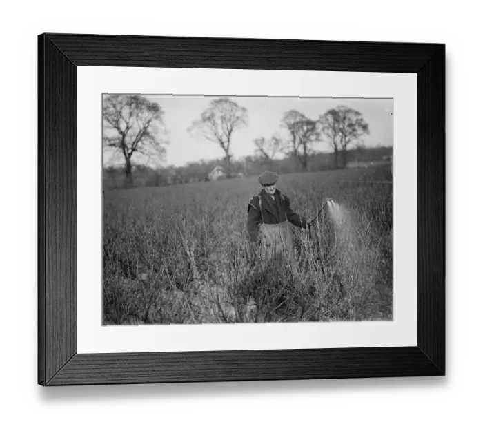 Framed Print : A farmer sprays his currants. 1936 Framed Print : A farmer sprays his currants. 1936