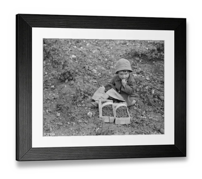 Framed Print : A little girl eats raspberrys in Sidcup. 1935 Framed Print : A little girl eats raspberrys in Sidcup. 1935