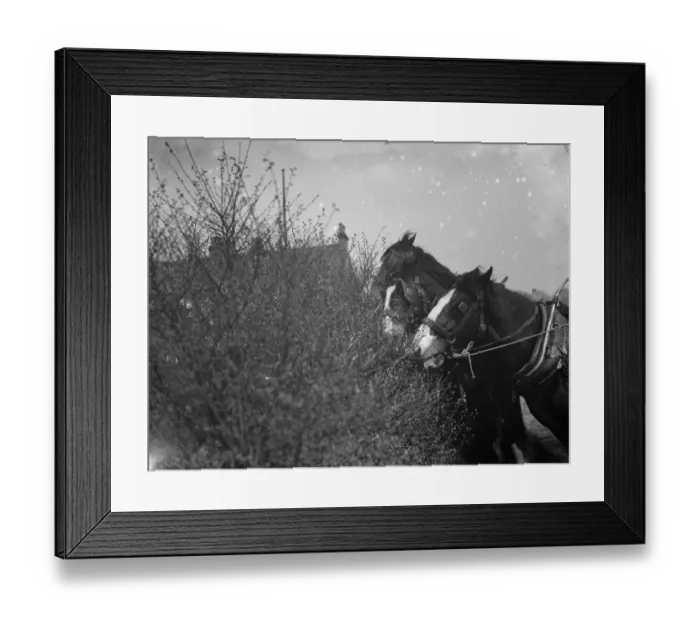 Framed Print : A team of working horses stop for a snack from the Blackthorn blossom in Farningham Framed Print : A team of working horses stop for a snack from the Blackthorn blossom in Farningham