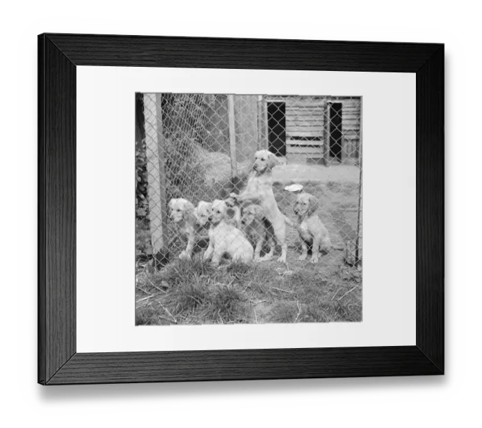 Framed Print : Puppies in their cage at the South Darenth Kennels in Kent. 1935 Framed Print : Puppies in their cage at the South Darenth Kennels in Kent. 1935