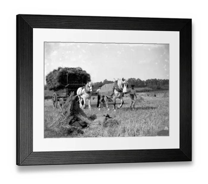 Framed Print : Harvest Scene, Transporting corn. 1934 Framed Print : Harvest Scene, Transporting corn. 1934