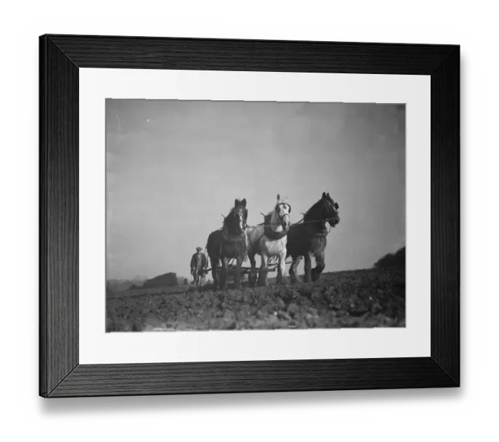 Framed Print : A farmer and his horse team harrowing a field in Bexley. 1938