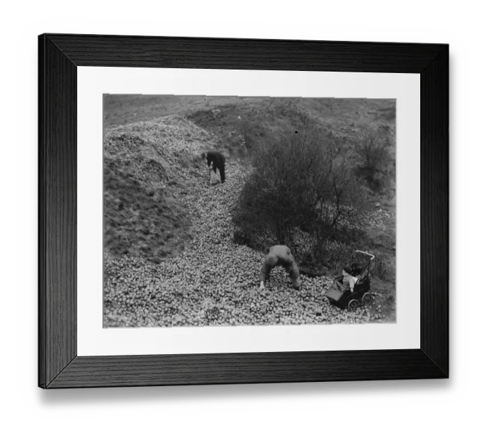 Framed Print : Dumping apples on Green Street Green in Dartford, Kent. 1937 Framed Print : Dumping apples on Green Street Green in Dartford, Kent. 1937
