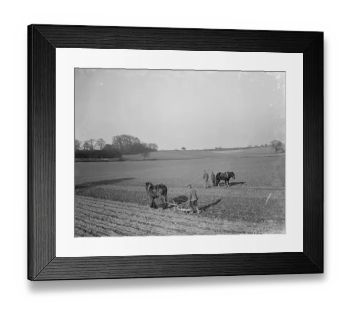 Framed Print : Farmers and there horses plough work together to work the field near Plum Lane Framed Print : Farmers and there horses plough work together to work the field near Plum Lane