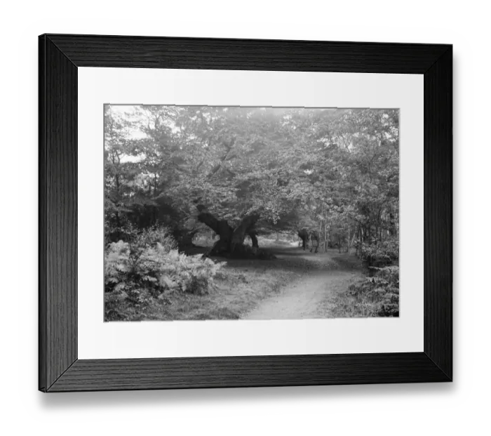 Framed Print : Burnham Beeches Framed Print : Burnham Beeches