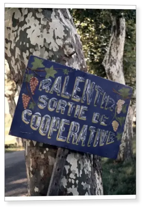 Print : Hand-painted sign tied to a plane tree in the Midi of the South of France, warning Print : Hand-painted sign tied to a plane tree in the Midi of the South of France, warning