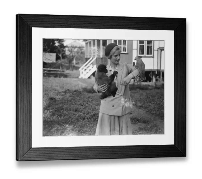 Framed Print : Strange Pals A parrot and a monkey are inseparable pals, pets belonging Miss Doris Edwards Framed Print : Strange Pals A parrot and a monkey are inseparable pals, pets belonging Miss Doris Edwards