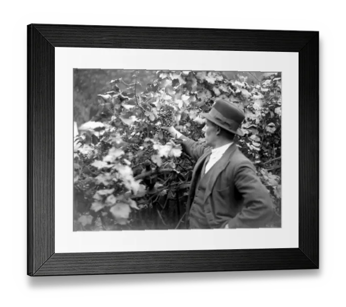 Framed Print : Grape vine in Stepney, London. 1933