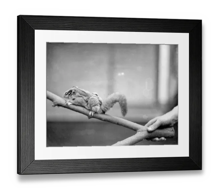 Framed Print : Making use of mother. Baby Flying Opossum make their first appearance at London Zoo