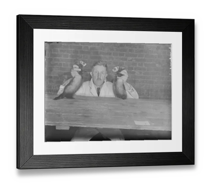 Framed Print : Live furs. Novel so in Knightsbridge. Exhibits have arrived at Tattersalls in Knightsbridge Framed Print : Live furs. Novel so in Knightsbridge. Exhibits have arrived at Tattersalls in Knightsbridge