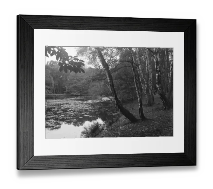 Framed Print : Burnham Beeches Framed Print : Burnham Beeches