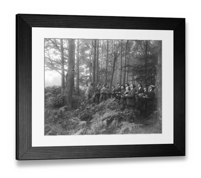 Framed Print : At Brockenhurst in the New Forest, Hampshire, the Forestry Commissions School Framed Print : At Brockenhurst in the New Forest, Hampshire, the Forestry Commissions School
