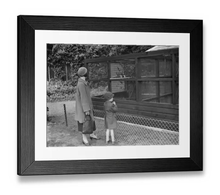 Framed Print : A bird aviary at Danson Park in Bexley, London. 1938 Framed Print : A bird aviary at Danson Park in Bexley, London. 1938