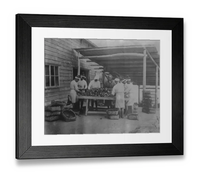 Framed Print : Pearls by Massed Production A scene on Mr Mikimotos pearl cultivation station Framed Print : Pearls by Massed Production A scene on Mr Mikimotos pearl cultivation station