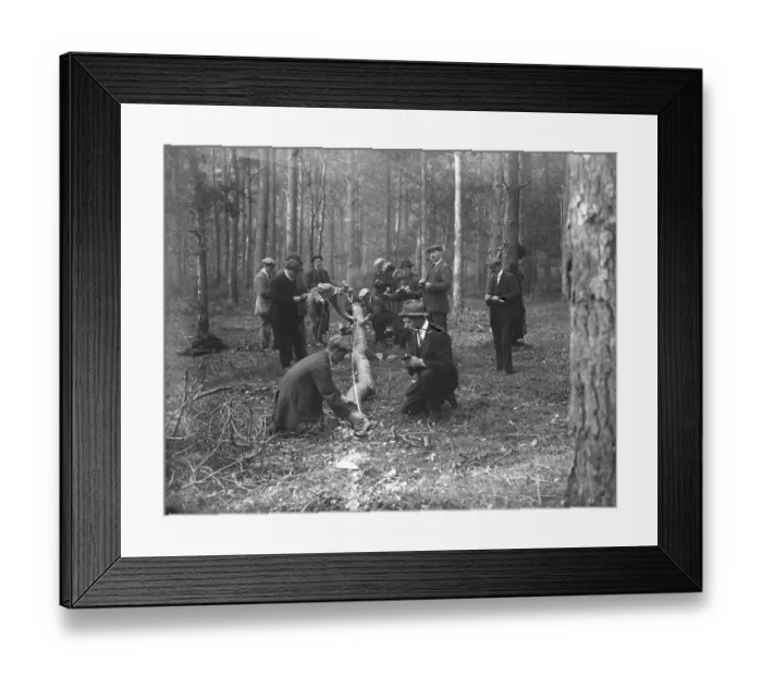 Framed Print : At Brockenhurst in the New Forest, Hampshire, the Forestry Commissions School Framed Print : At Brockenhurst in the New Forest, Hampshire, the Forestry Commissions School