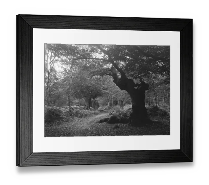 Framed Print : Burnham Beeches Framed Print : Burnham Beeches