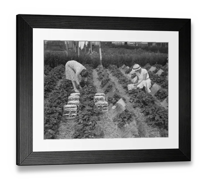 Framed Print : First strawberries from Hampshire beds. Women because in some address carrying home Framed Print : First strawberries from Hampshire beds. Women because in some address carrying home