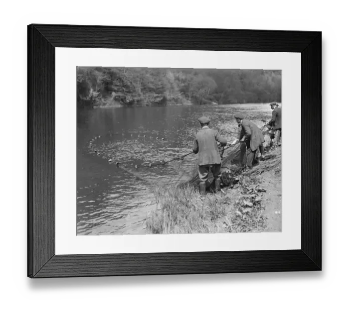 Framed Print : Salmon fishing at Symonds Yat