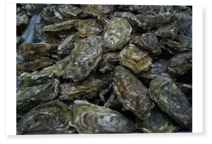 Print : Freshly caught oysters, Dieppe, Seine-Maritime, Normandy, France Print : Freshly caught oysters, Dieppe, Seine-Maritime, Normandy, France