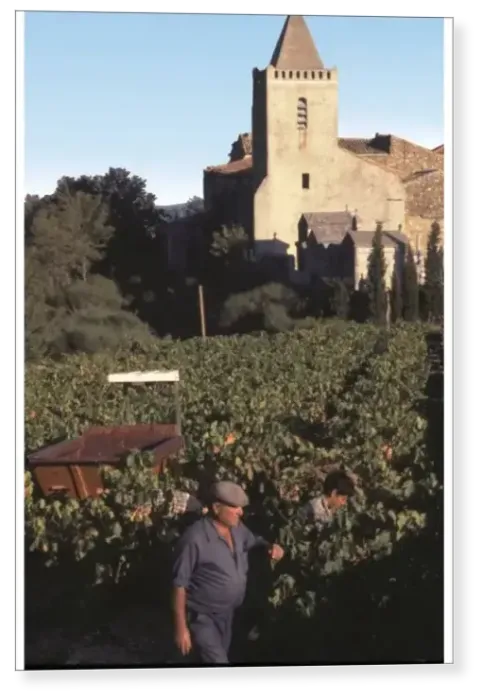 Print : The wine harvest in a vineyard in the village of St-Guiraud, Herault, Midi, South Print : The wine harvest in a vineyard in the village of St-Guiraud, Herault, Midi, South