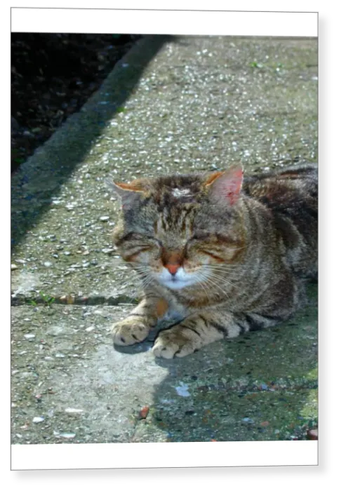 Print : Sleeping tom-cat Print : Sleeping tom-cat