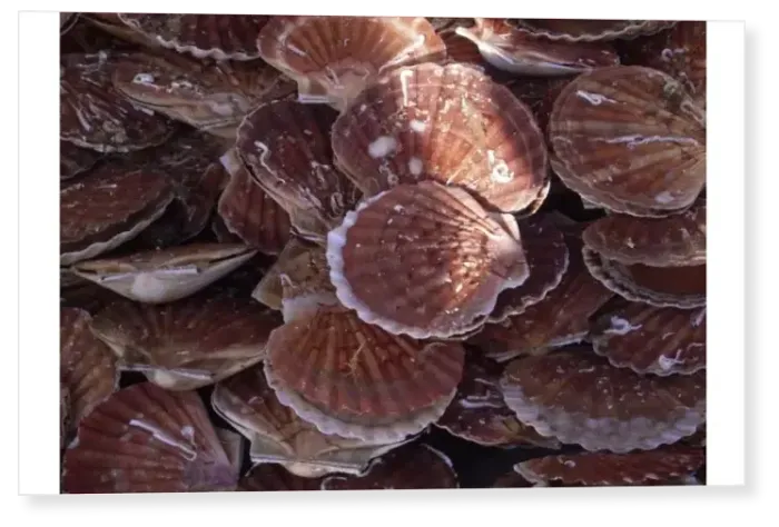 Print : Local scallops in Dieppe, Seine-Maritime, Normandy, France Print : Local scallops in Dieppe, Seine-Maritime, Normandy, France