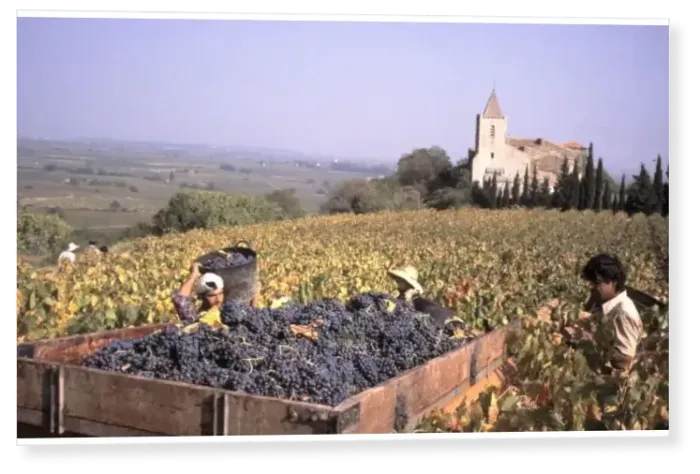 Print : Wine harvest in a vineyard using foreign labour in the village of St-Guiraud, Herault Print : Wine harvest in a vineyard using foreign labour in the village of St-Guiraud, Herault