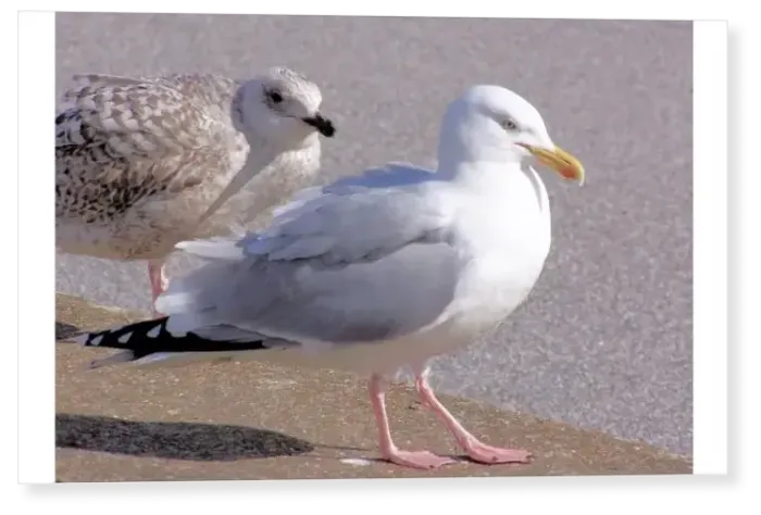 Print : Seagulls