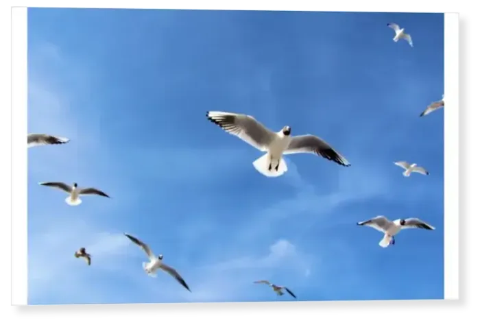 Print : Black-headed gulls Print : Black-headed gulls
