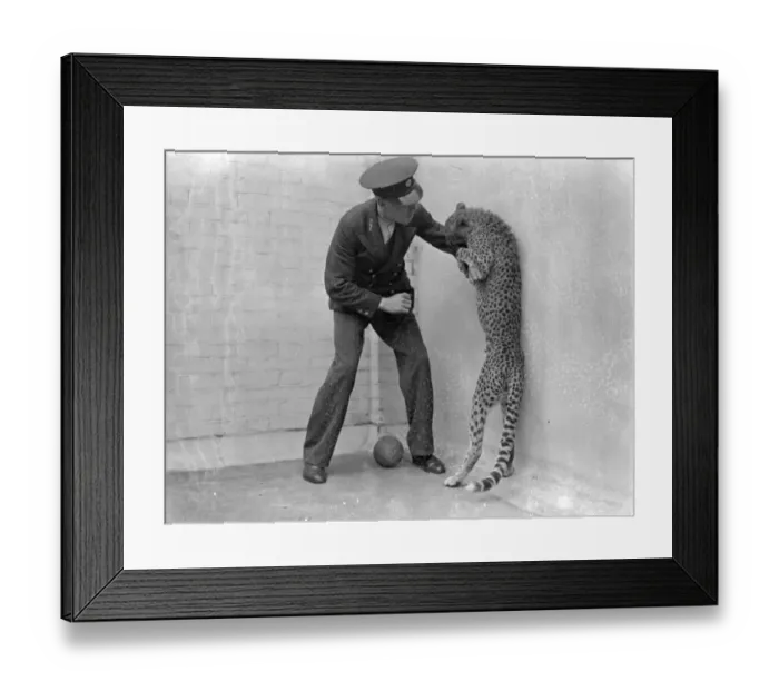 Framed Print : Boxing Betty, zoo cheetah, turns keeper into sparring partner. Boxing Betty