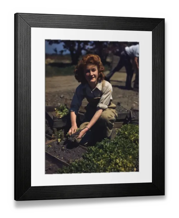 Framed Print : Land girl harvesting vegetables WWII Framed Print : Land girl harvesting vegetables WWII
