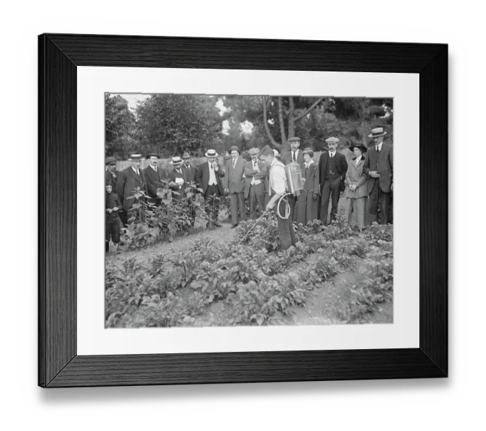 Framed Print : Schoolchildren helping to spray allotment holders potatoes at Ewell 22 June 1917