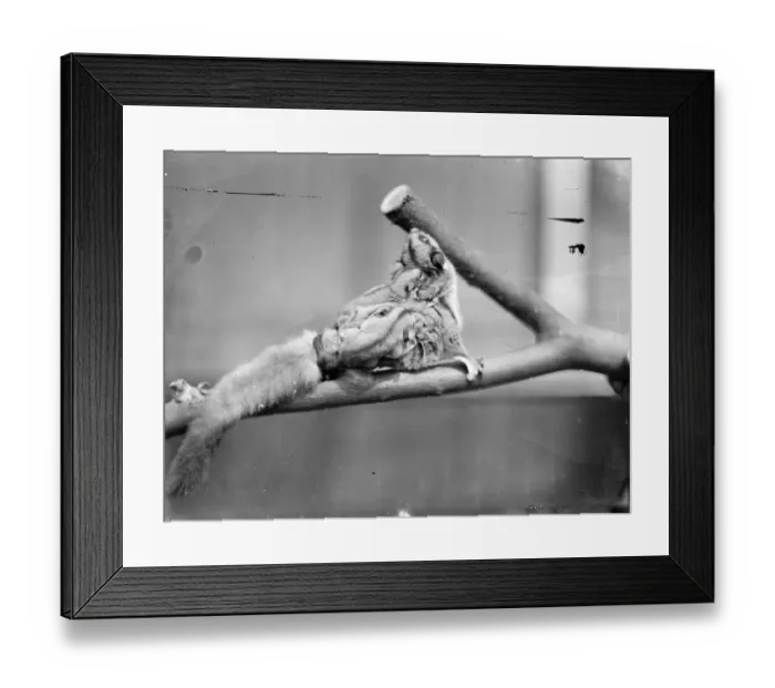 Framed Print : Making use of mother. Baby Flying Opossum make their first appearance at London Zoo