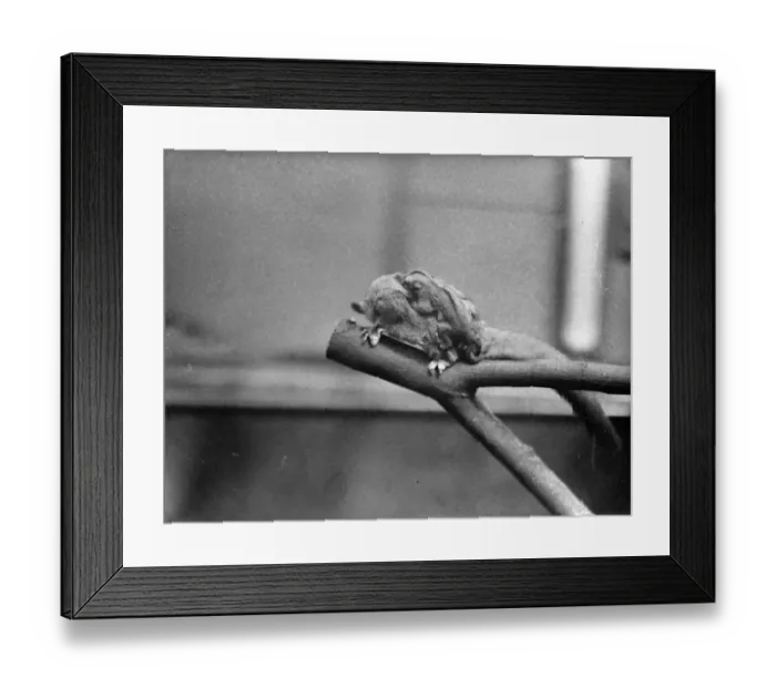 Framed Print : Making use of mother. Baby Flying Opossum make their first appearance at London Zoo Framed Print : Making use of mother. Baby Flying Opossum make their first appearance at London Zoo