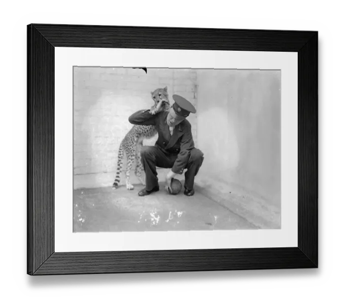 Framed Print : Boxing Betty, zoo cheetah, turns keeper into sparring partner. Boxing Betty Framed Print : Boxing Betty, zoo cheetah, turns keeper into sparring partner. Boxing Betty