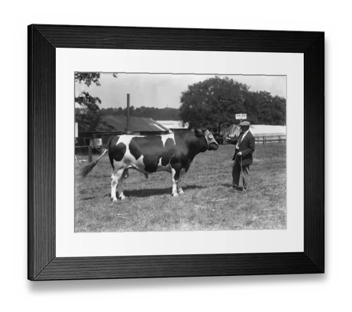 Framed Print : Tunbridge Wells and South Eastern Counties Show Mr Wimabriags prize winning British