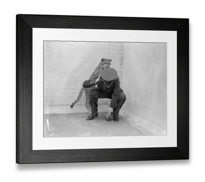 Framed Print : Boxing Betty, zoo cheetah, turns keeper into sparring partner. Boxing Betty